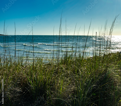 Beach Grass © Donovan