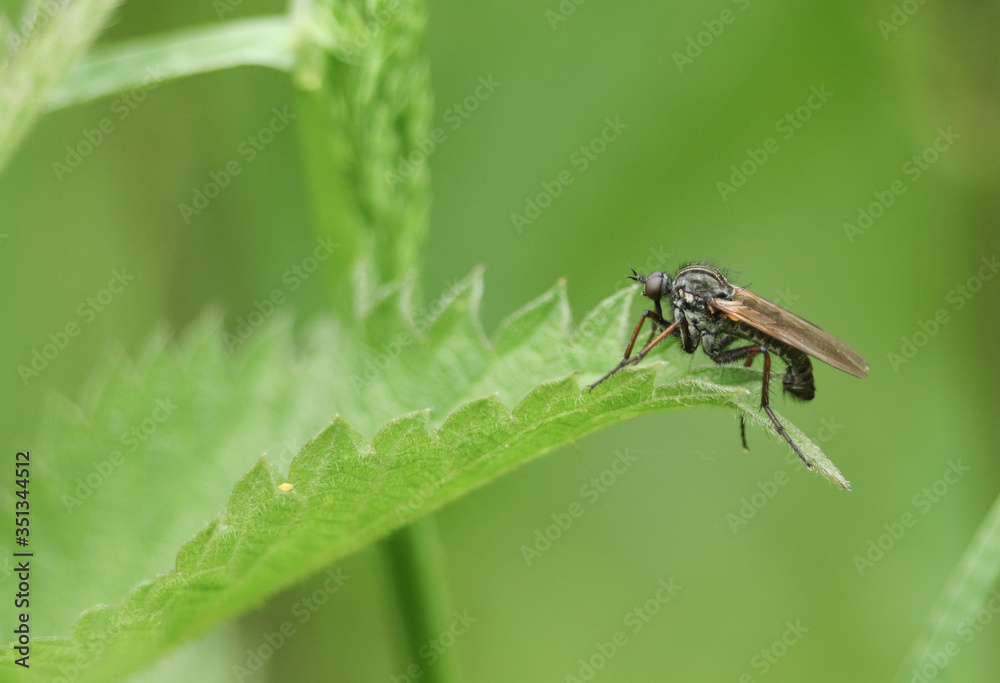 A hunting Dagger Fly, Empis tessellata, perching on a Stinging Nettle leaf in spring. A hunting Dagger Fly, Empis tessellata, perching on a Stinging Nettle leaf in spring.