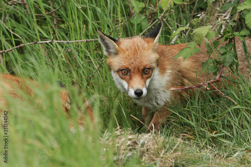 A magnificent wild Red Fox, Vulpes vulpes, hunting in a field in spring.
