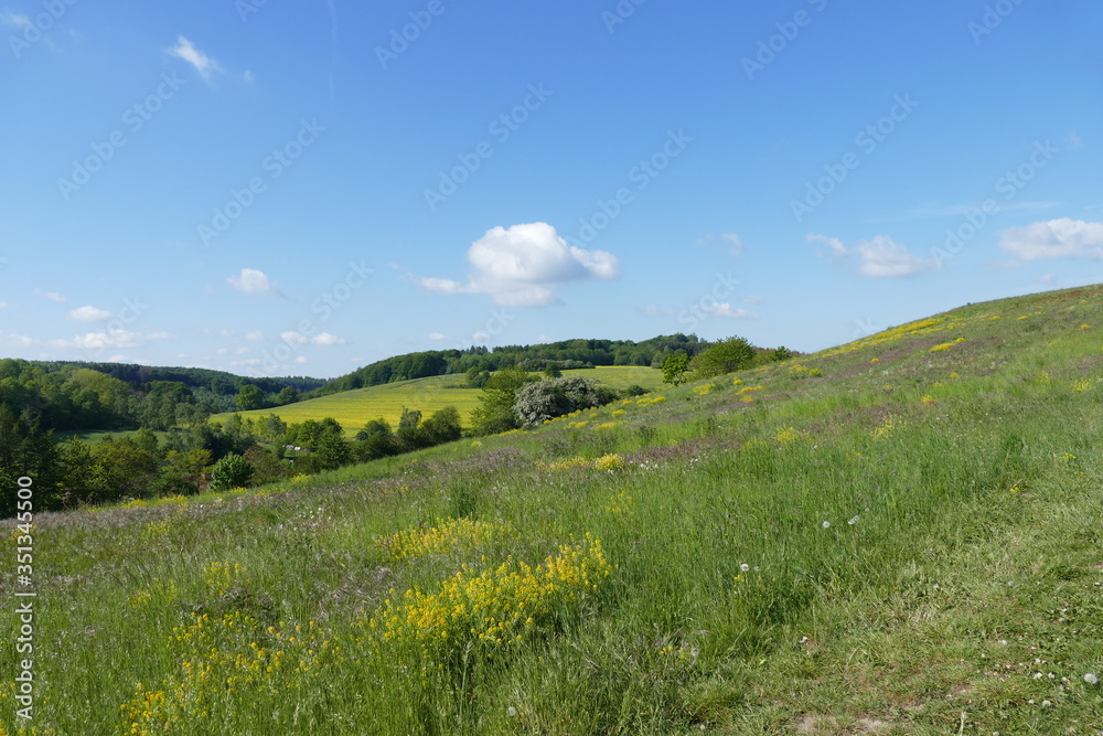 european landscape in early summer - blooming meadows under a blue sky with one little cloud
