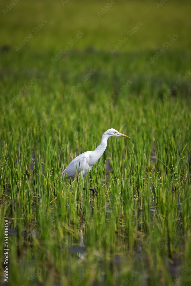 Kuntul is a white Egret on muddy ricefield Kuntul is a white Egret on muddy ricefield