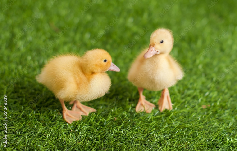Tiny yellow ducklings in the grass