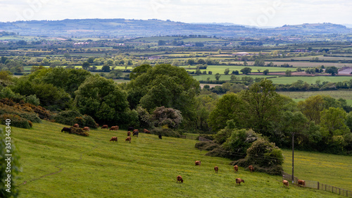 View from Edge Hill overlooking cattle grazing and  Warwickshire