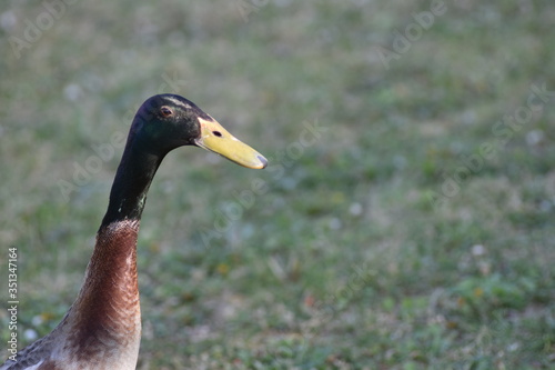 close up of a duck in the grass