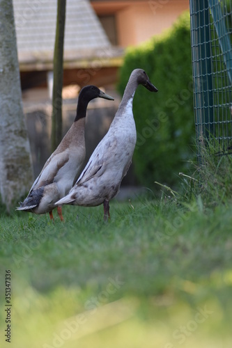 two ducks on the grass