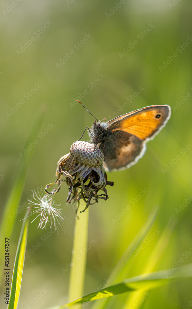 Orange brown butterfly on dandelion with sunlight through wings Orange brown butterfly on dandelion with sunlight through wings