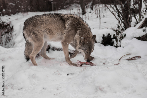 female wolf against a background of snow with a bone nibbles a bone, a predatory animal in winter. © Mikhail Semenov