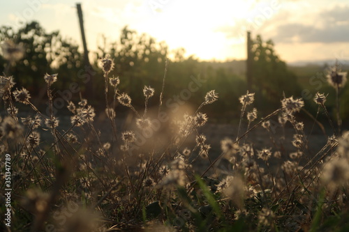 Wild flowers and grass in a field with sunlight