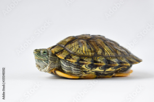 One red-eared turtle looks in a frame on a white background. World Turtle Day. May, 23rd