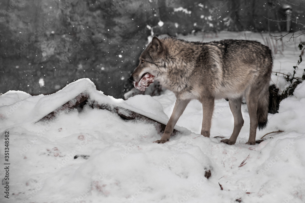 Fototapeta premium wolf on a background of snow with a piece of meat, a predatory beast in winter.
