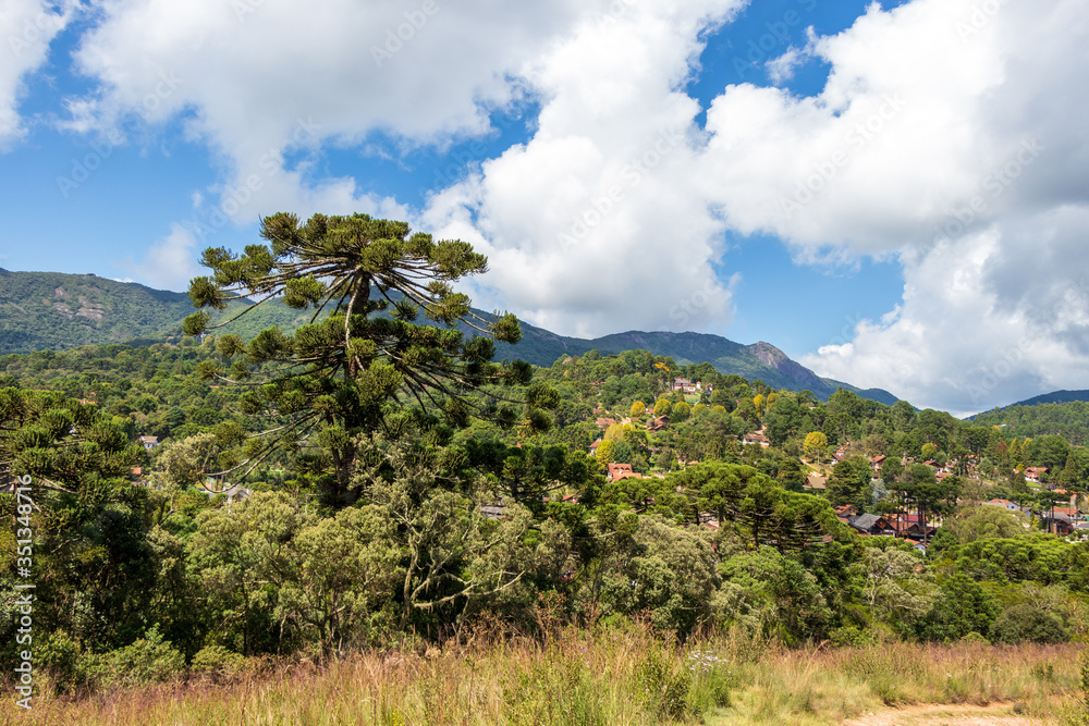 Paisagem com Araucárias e montanhas em Monte Verde, MG, Brasil. Paisagem com Araucárias e montanhas em Monte Verde, MG, Brasil.