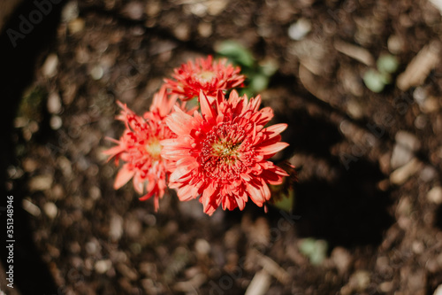 red dahlia flower