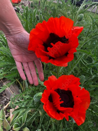 hand holding poppy