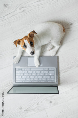 Top view of a cute funny dog at a laptop. Purebred Shorthair Jack Russell Terrier lies on a wooden floor in front of a wireless computer. Smart puppy at work. © Михаил Решетников