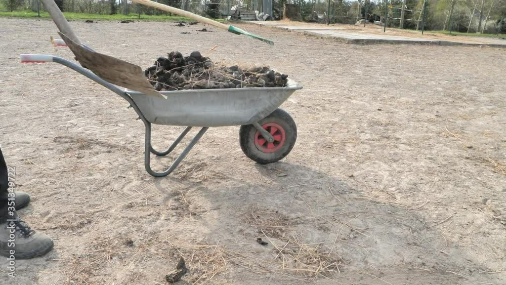 Horse farm staff is cleaning the dusty paddock. Guy loads horse ...