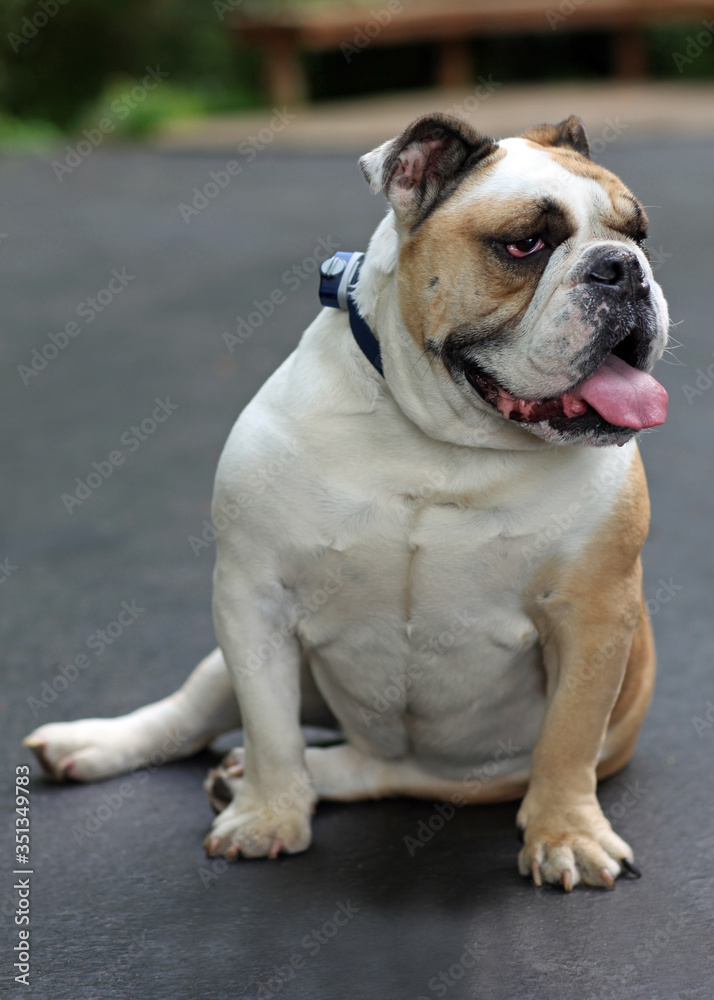 English Bulldog English Bulldog