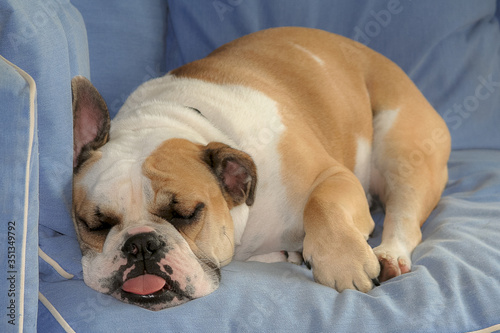 English Bulldog puppy asleep on couch