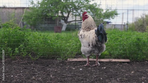 Portrait of a Beautiful cock on a farm crowing and looking at the camera Close up.