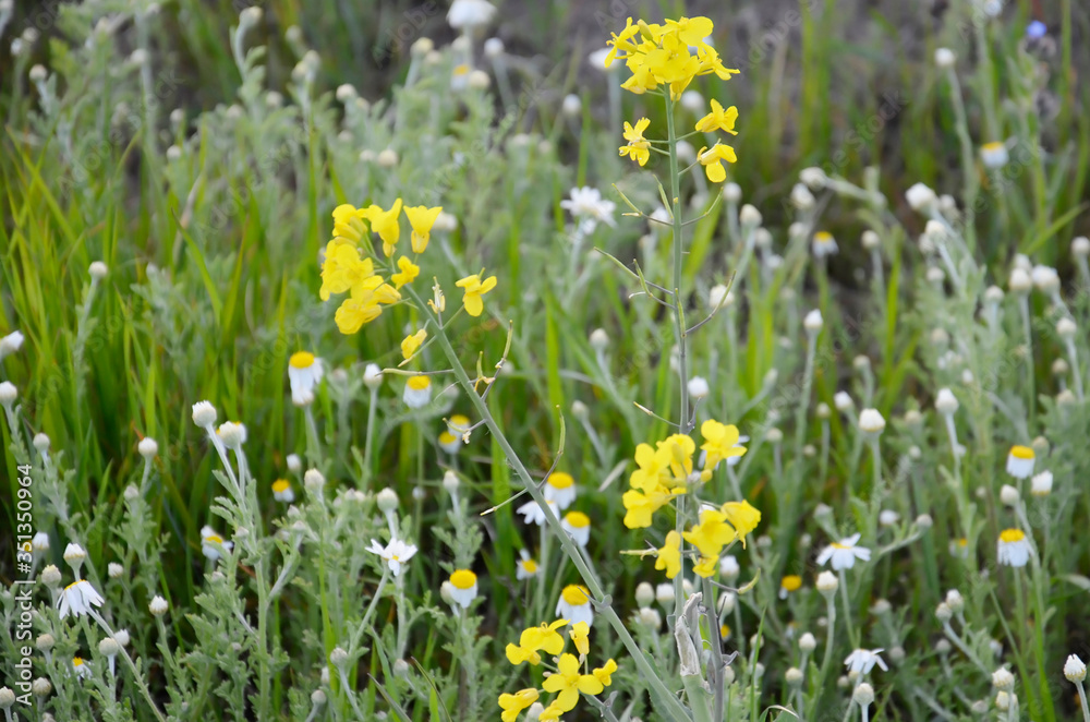 Summer landscape of wild nature in a meadow. Various, colorful, field flowers on the field. Summer landscape of wild nature in a meadow. Various, colorful, field flowers on the field.