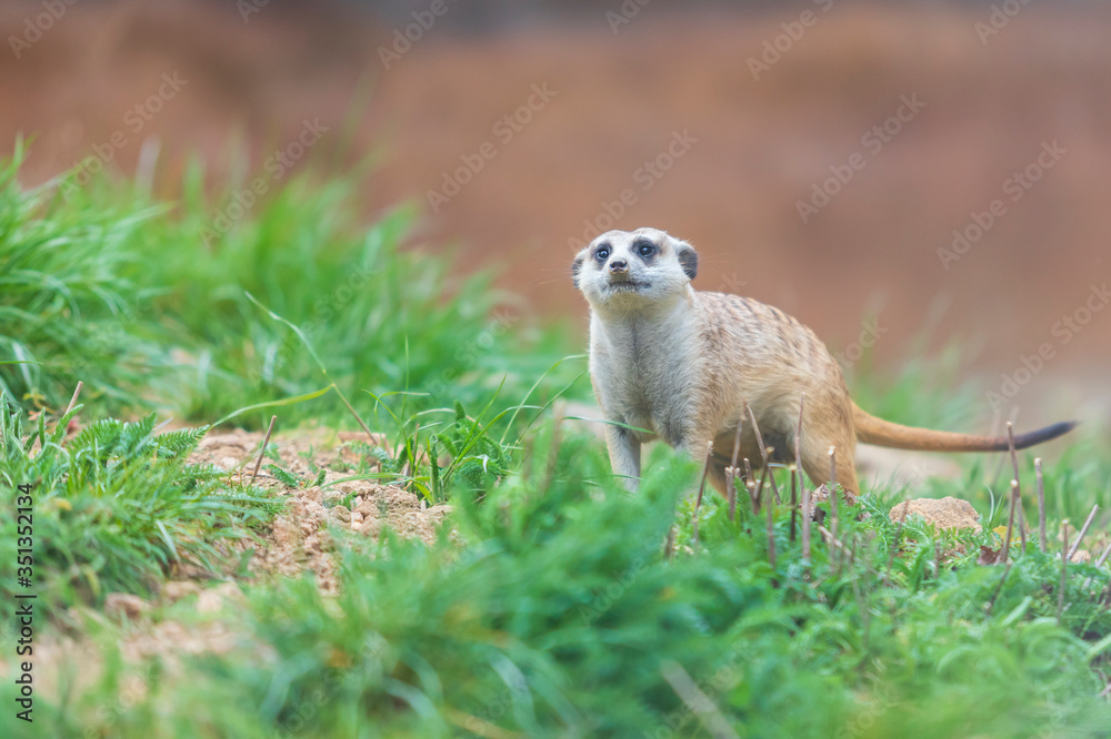 Fototapeta premium Meerkat - Suricata suricatta in a group in its natural habitat plays in a group.