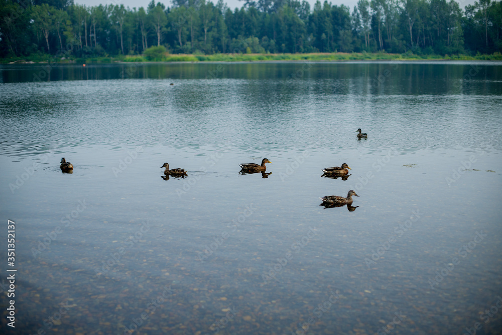 A flock of seagulls standing next to a body of water A flock of seagulls standing next to a body of water