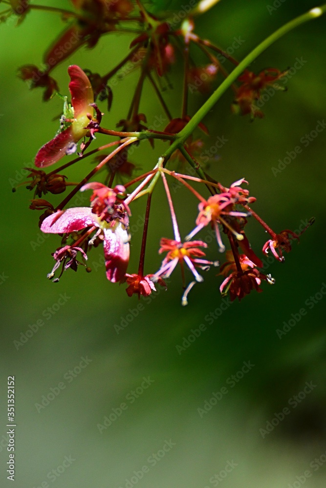 Pink fading flowers and young winged samaras of Palmate maple tree, latin name Acer Palmatum, sunbathing in spring sunshine, green background. Pink fading flowers and young winged samaras of Palmate maple tree, latin name Acer Palmatum, sunbathing in spring sunshine, green background.