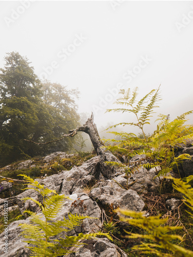Spain, Cantabria, Tree stump in foggy mountains