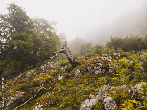Spain, Cantabria, Tree stump in foggy mountains