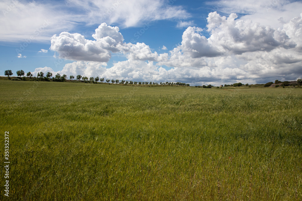 Wheat field in the Apulian countryside