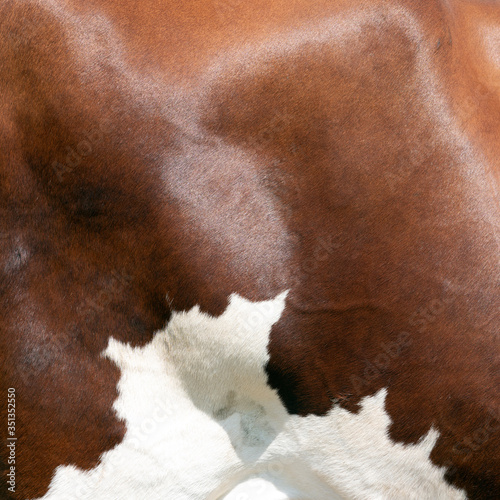 closeup of part of cowhide from red and white spotted cow