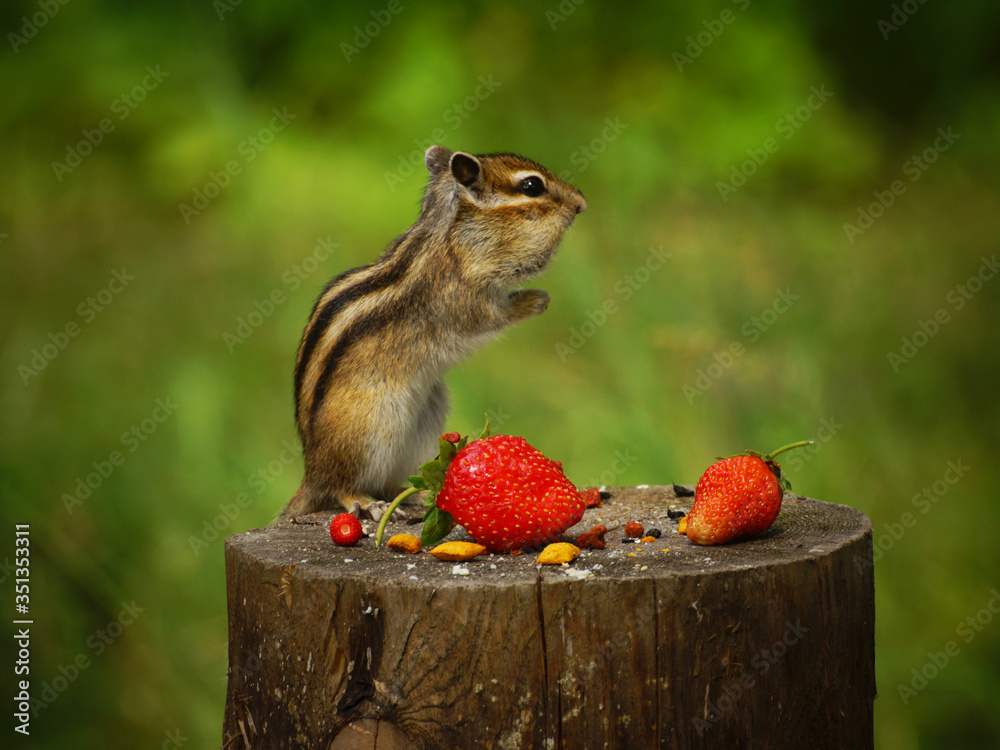 Chipmunk stands on a stump with strawberries Chipmunk stands on a stump with strawberries