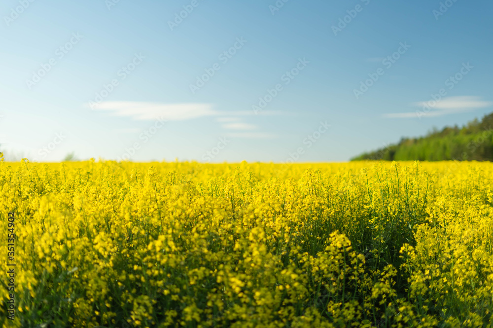 Yellow field of rape near the forest in Poland - may