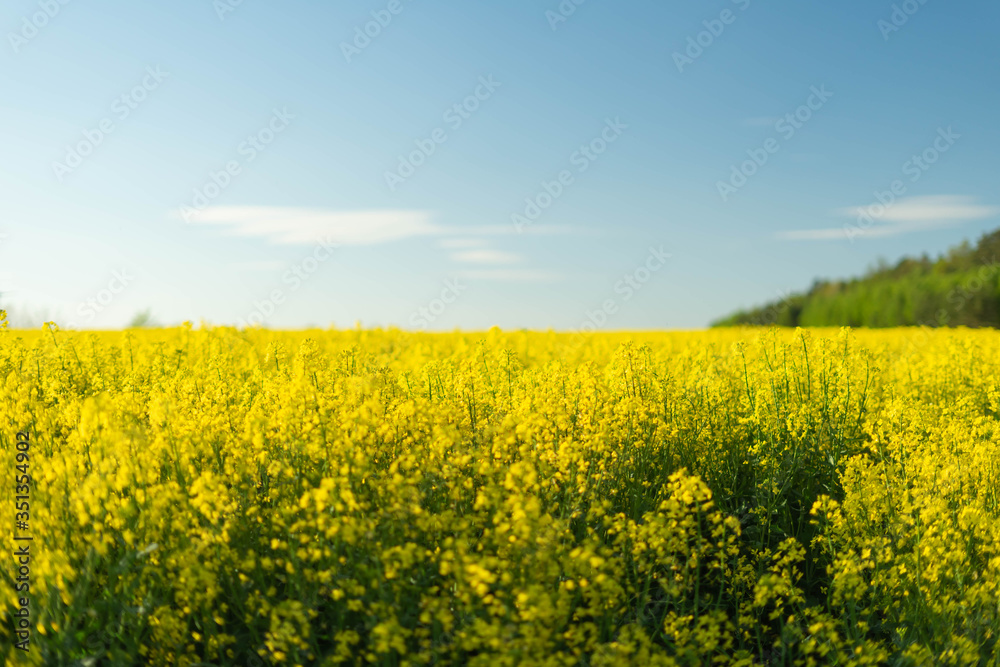 Yellow field of rape near the forest in Poland - may Yellow field of rape near the forest in Poland - may
