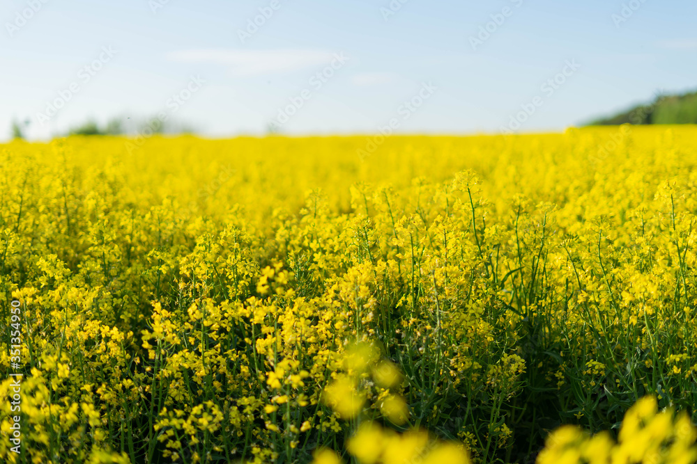 Yellow field of rape near the forest in Poland - may Yellow field of rape near the forest in Poland - may