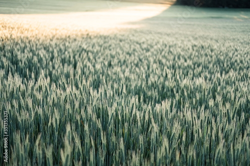 Germany, Bavaria, Berg, Rye (Secale cereale) field at dawn