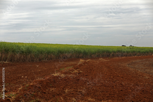 planting area for sugar cane