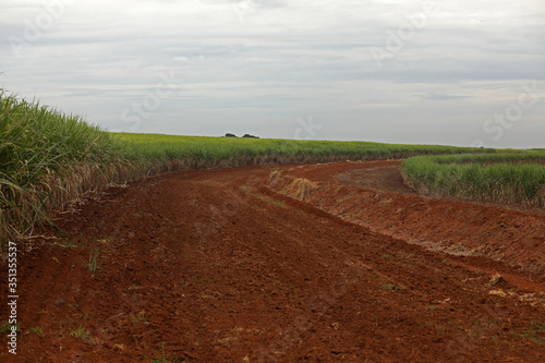 planting area for sugar cane