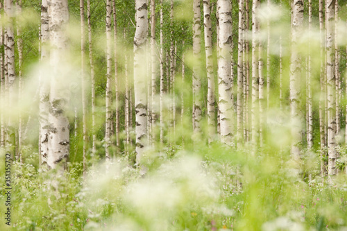 Finland, Birch forest photo