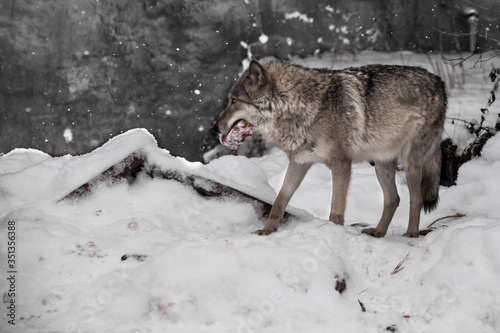  wolf on a background of snow with a piece of meat  a predatory beast in winter.