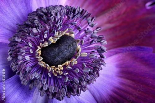 Detail of violet anemone