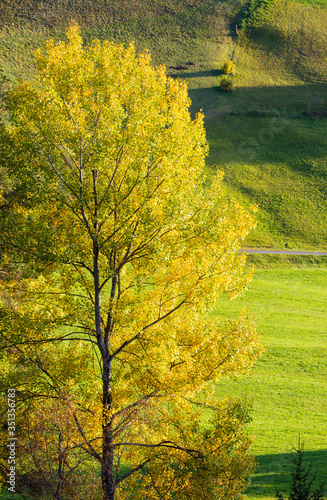 Fototapeta Naklejka Na Ścianę i Meble -  Autumn rural grassy hills and big colorful tree in front