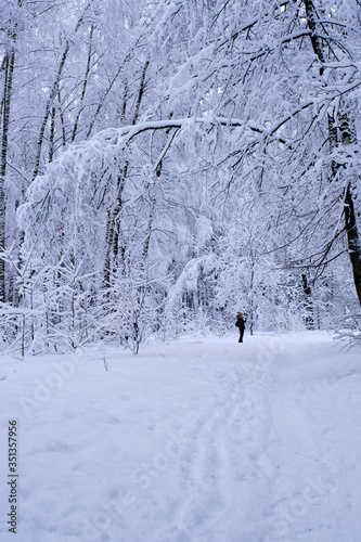 A man walks in a snowy, fairy-tale forest after heavy snowfall.