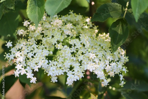 weiße Blüten von Holunder