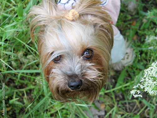 Obraz na płótnie yorkshire terrier portrait