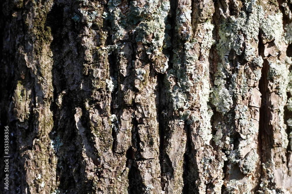 A close view of the tree bark surface texture. A close view of the tree bark surface texture.