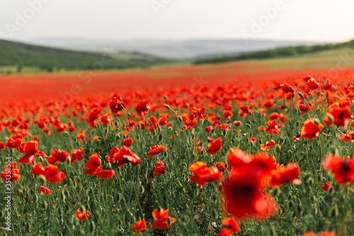 field of red poppies in spring © Serjeyvi