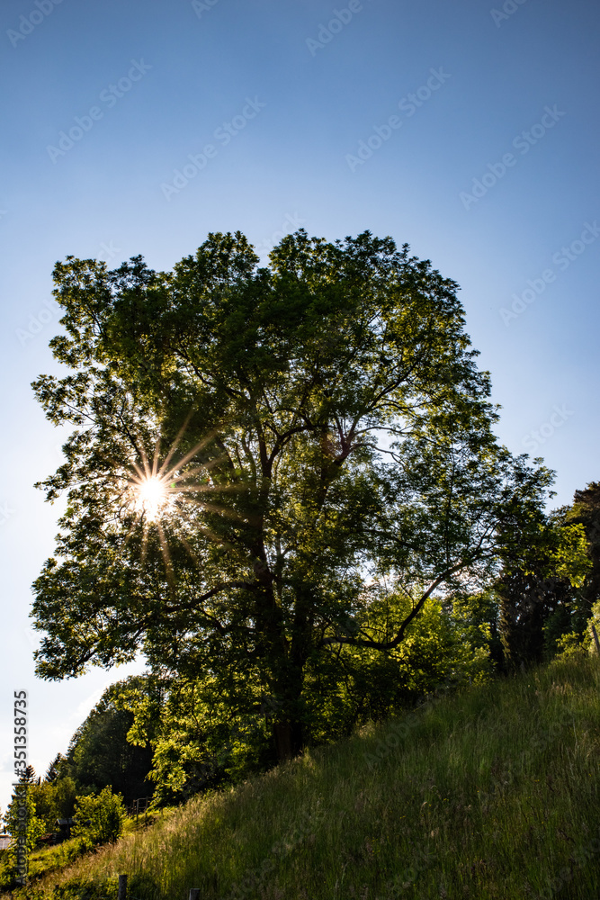 Obraz premium sun through tree