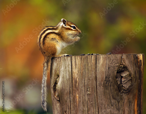 Chipmunk sit on a stump with sunflower seeds