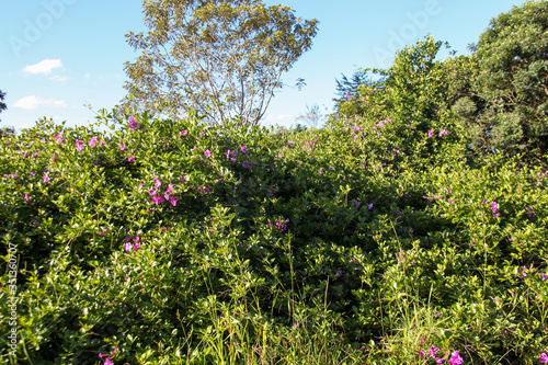 The beautiful bush of pink flowers, widely used for decorative and gardening purposes in the middle of a forest