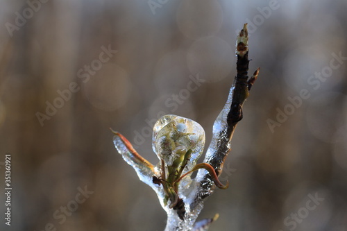 With an ice layer prevent the fruit blossom from freezing. Clotting heat.